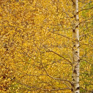 Betulla in autunno