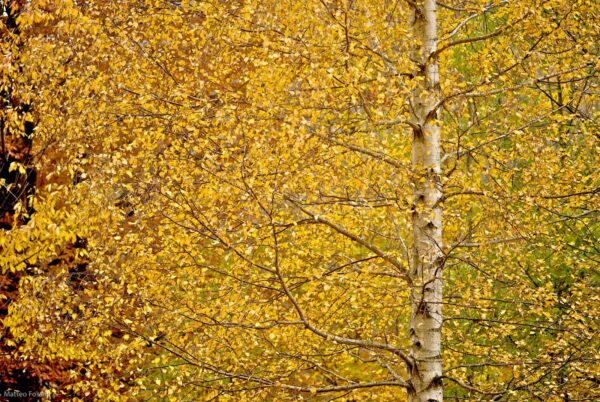 Betulla in autunno