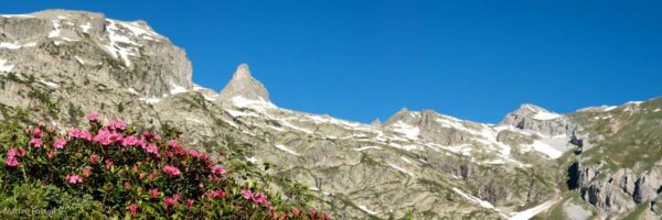 Rododendri e Rocca della Bastera