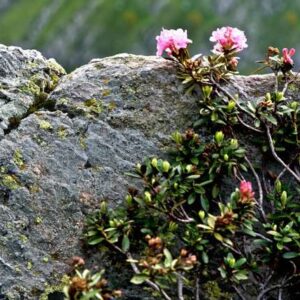 Rododendri