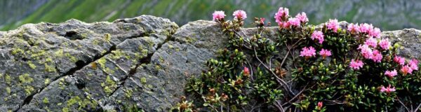 Rododendri