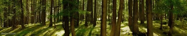 Bosco di larici in Val Varaita