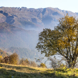 AL333 Panne e Antoroto